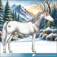 Horse Color:Silver Brown Splash Tobiano Appaloosa 