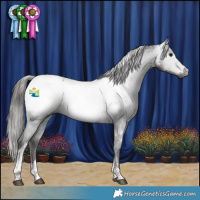 Horse Color:Gray Black Tobiano Appaloosa 