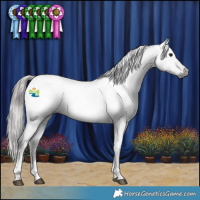 Horse Color:Gray Black Tobiano Appaloosa 