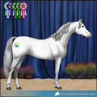 Horse Color:Gray Black Tobiano Appaloosa 