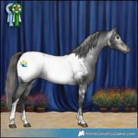 Horse Color:Gray Black Tobiano Appaloosa 