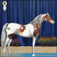 Horse Color:Silver Brown Tobiano Appaloosa