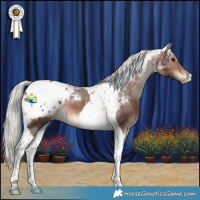 Horse Color:Silver Brown Tobiano Appaloosa 