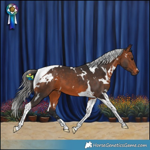 Horse Color:White Spotted Bay Tobiano 