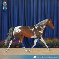Horse Color:White Spotted Bay Tobiano 