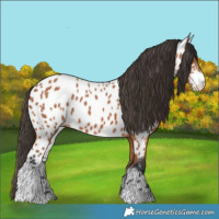 Horse Color:Bay Sabino Appaloosa