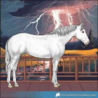 Horse Color:Chestnut Chinchilla Appaloosa 