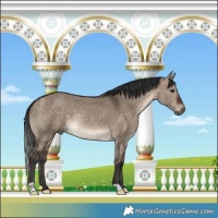 Horse Color:Bay Dun Rabicano