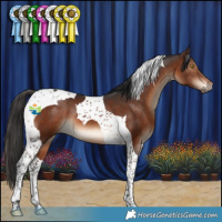 Horse Color:Brown Tobiano 