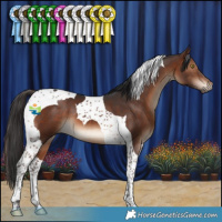 Horse Color:Brown Tobiano 