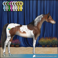 Horse Color:Brown Tobiano