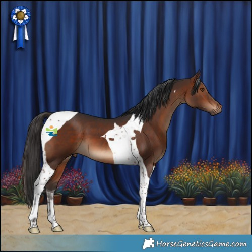 Horse Color:Brown Tobiano 