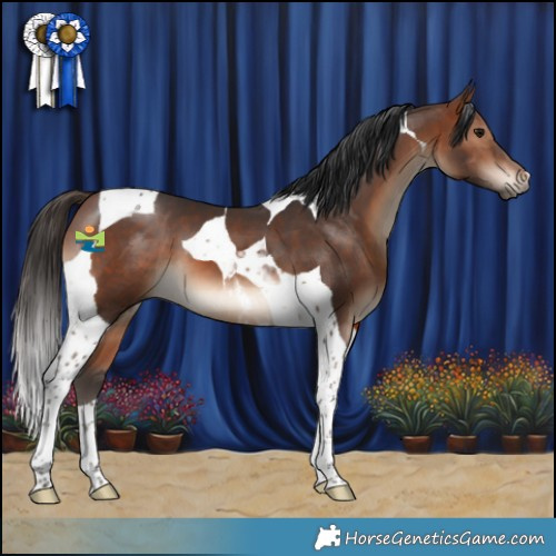 Horse Color:Brown Tobiano 