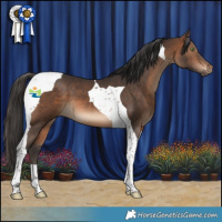 Horse Color:Brown Tobiano