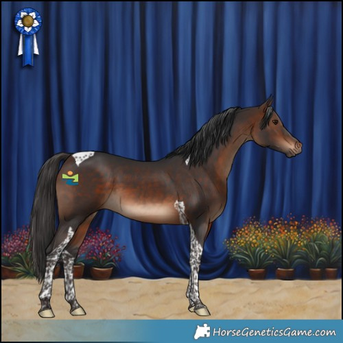 Horse Color:Brown Tobiano 