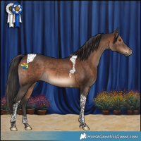Horse Color:Brown Tobiano 