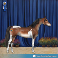 Horse Color:Bay Tobiano 