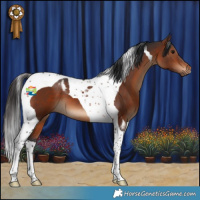 Horse Color:Bay Tobiano 