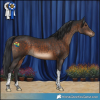 Horse Color:Brown Tobiano 