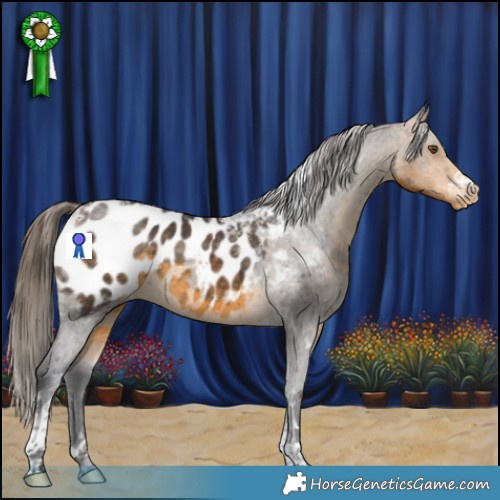 Horse Color:Buckskin Tobiano Appaloosa 