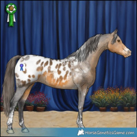 Horse Color:Buckskin Tobiano Appaloosa 