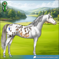 Horse Color:Buckskin Tobiano Appaloosa 