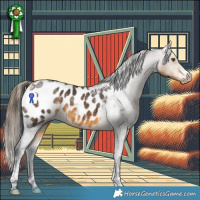 Horse Color:Buckskin Tobiano Appaloosa 