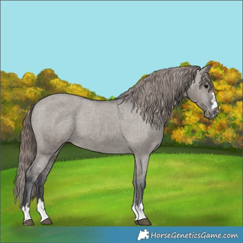 Horse Color:Grullo Appaloosa 