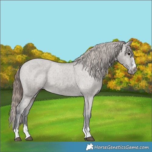Horse Color:Grullo Appaloosa 