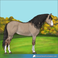Horse Color:Liver Red Dun Rabicano 