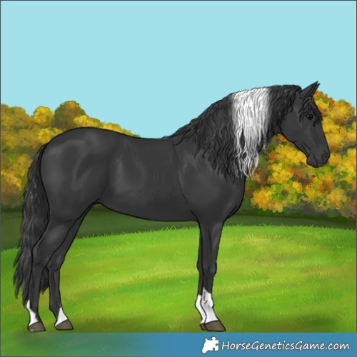 Horse Color:Black Tobiano 