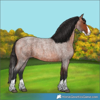 Horse Color:Bay Roan Splash 