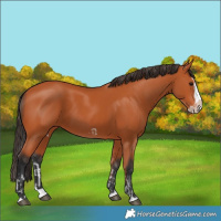 Horse Color:Bay Splash Frame  and Bay Splash Frame Rabicano 