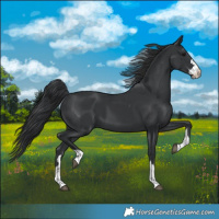 Horse Color:Black 