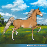 Horse Color:Palomino