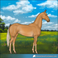 Horse Color:Palomino 