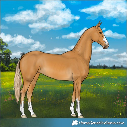 Horse Color:Palomino 