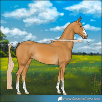 Horse Color:Palomino 