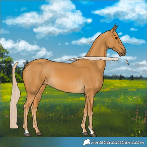 Horse Color:Palomino 