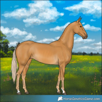 Horse Color:Palomino 