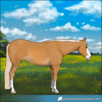 Horse Color:Palomino 