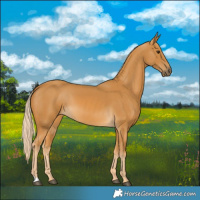 Horse Color:Palomino 