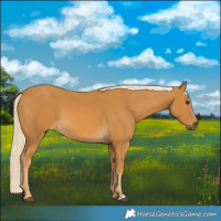 Horse Color:Palomino 