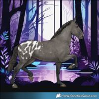 Horse Color:Grullo Blanket 