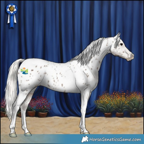 Horse Color:White Spotted Silver Black Tobiano Appaloosa 