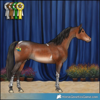 Horse Color:Bay Tobiano 