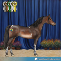 Horse Color:Bay Tobiano 