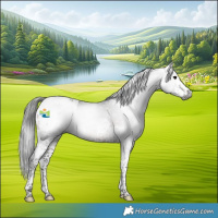 Horse Color:Gray Brown Splash Tobiano Appaloosa
