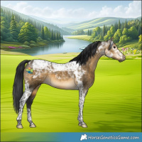 Horse Color:Gray Buckskin Dun Tobiano 