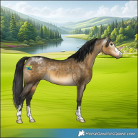 Horse Color:Gray Buckskin Dun Varnish 